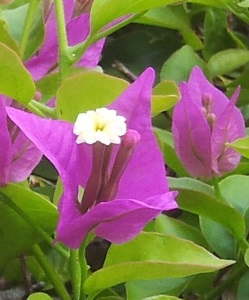 Bougainvillea
